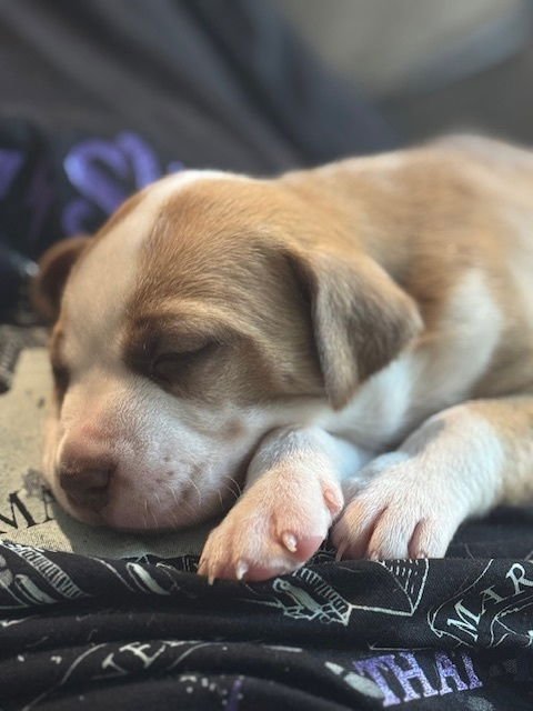 Balastik / Dudley - Photo 4