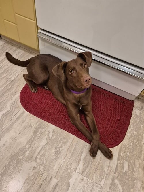 DOBBINS / CARMELLA - Labrador Retriever available for adoption