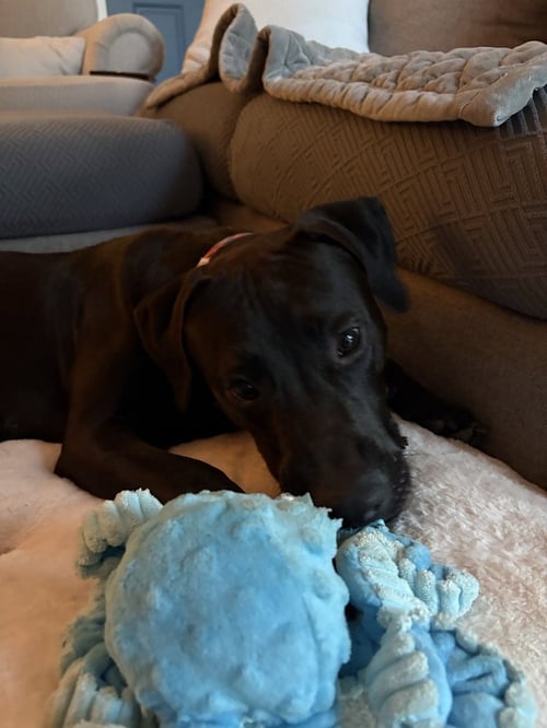 DEMELAURD / NOLAN - Labrador Retriever available for adoption