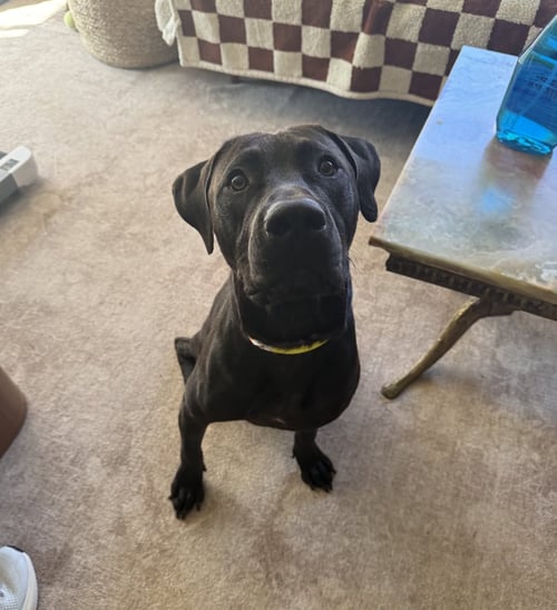 DEMELAURD / NOLAN - Labrador Retriever available for adoption