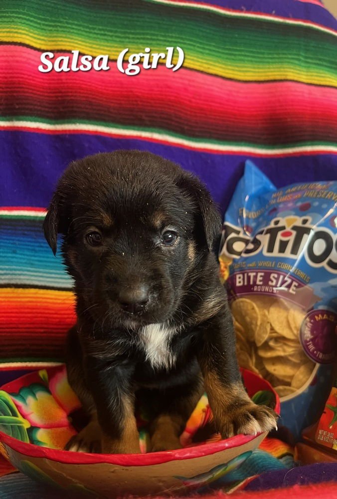 CHATFIELD / SALSA - Labrador Retriever available for adoption