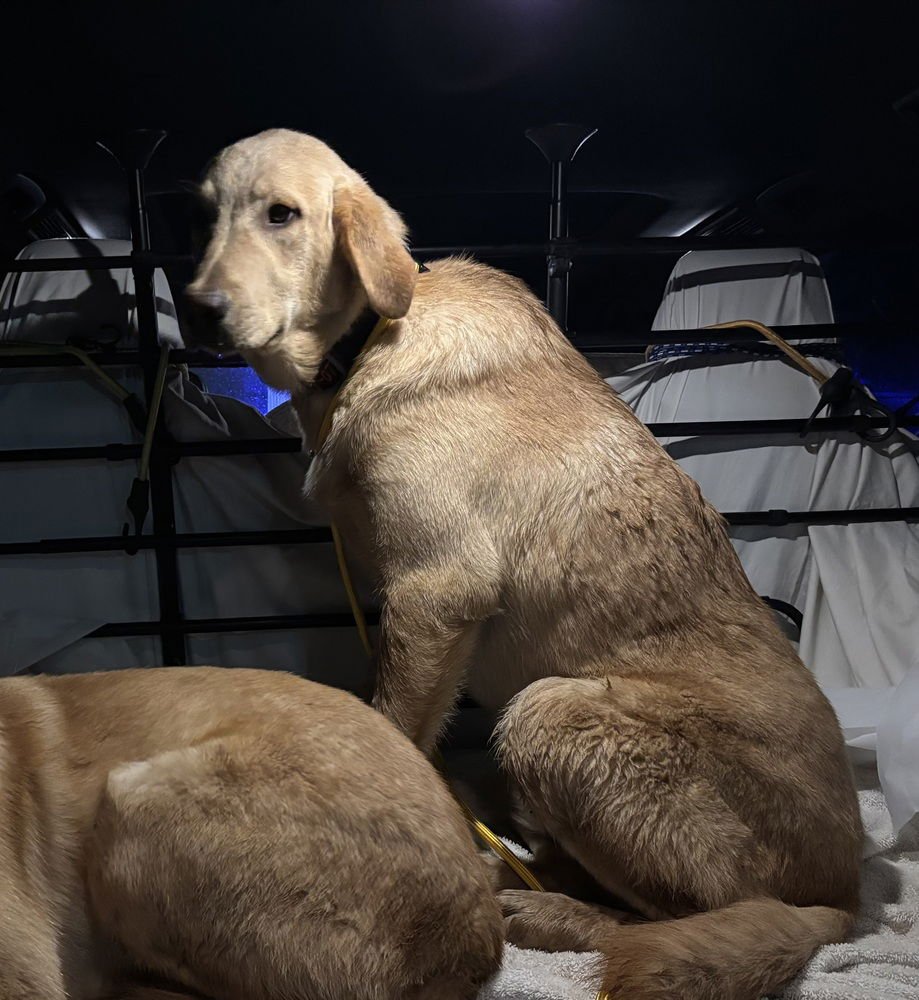 BABANDO / MACKIE - Labrador Retriever / Terrier available for adoption