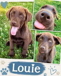Corneta / Louie - Photo 1