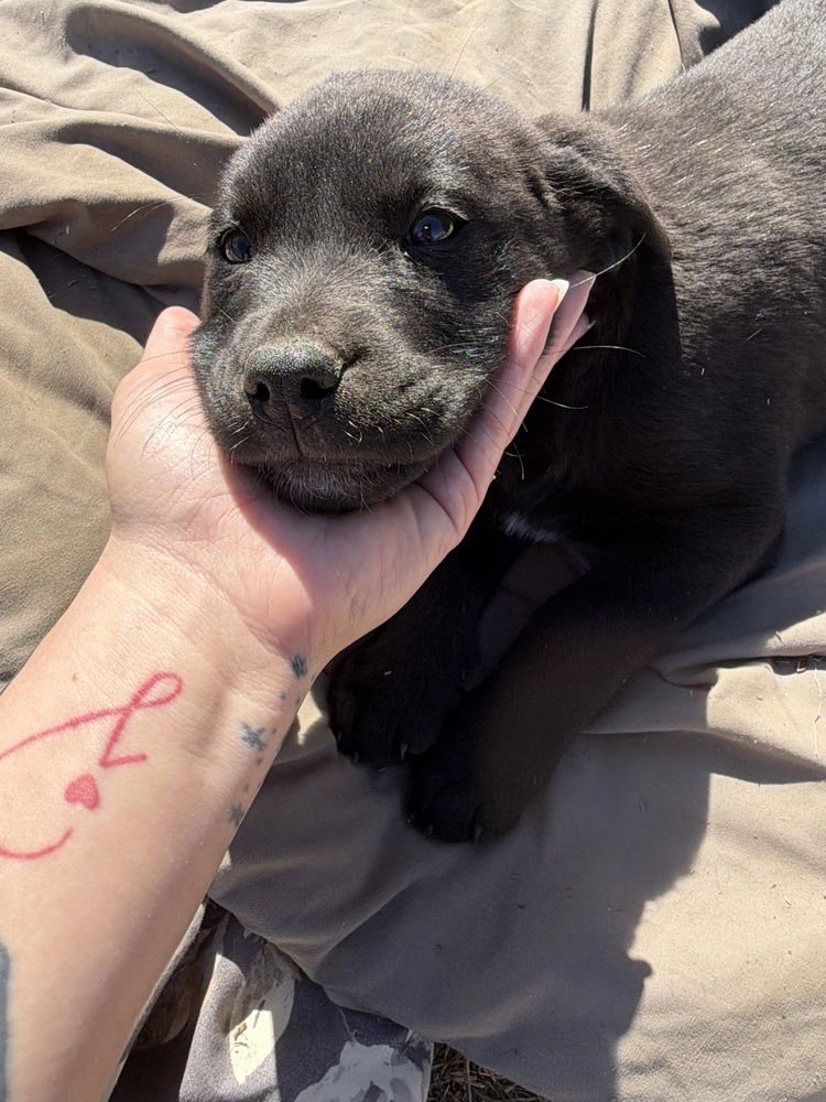 CALLANDERE / SPAETZLE - Labrador Retriever / Terrier available for adoption