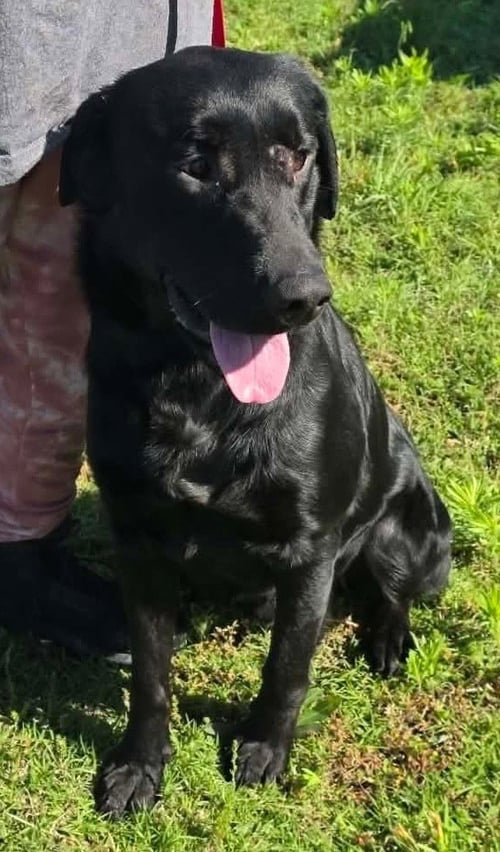 COURTNALL / COOPER - Labrador Retriever available for adoption