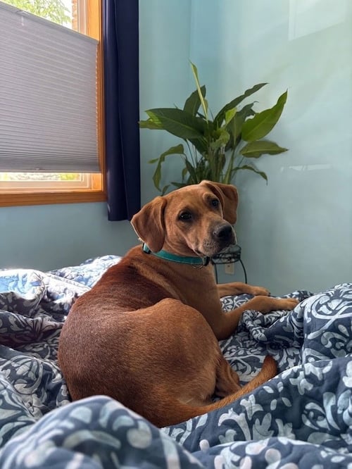 DIONDIA / TINA - Labrador Retriever for adoption in Westminster