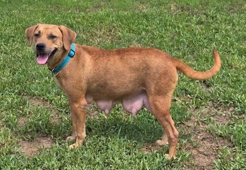 DIONDIA / TINA - Labrador Retriever available for adoption
