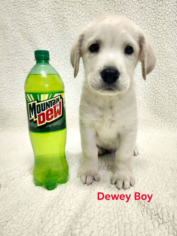 Cibakee / Mountain Dew / Dewey Image