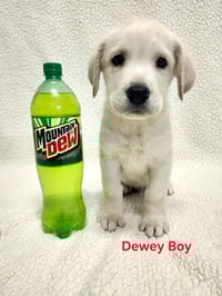Cibakee / Mountain Dew / Dewey - Photo 1