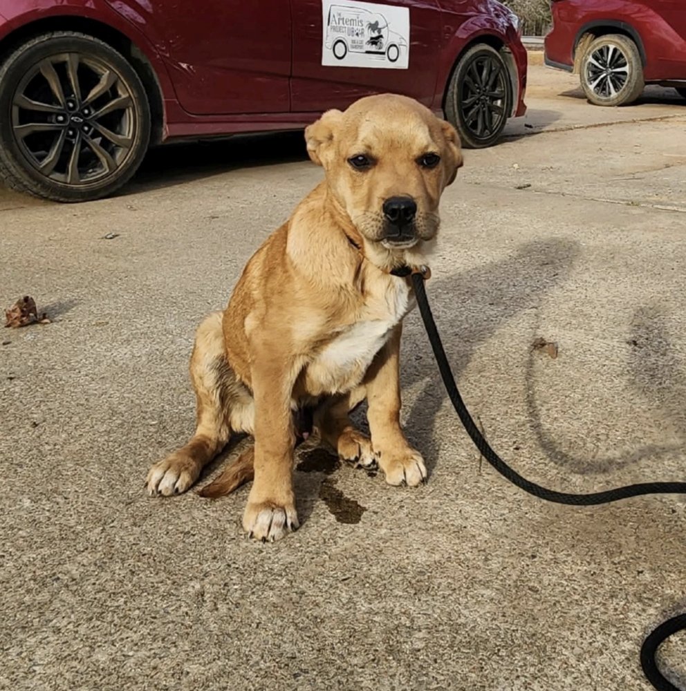 CHITARONI / DEZI - Labrador Retriever available for adoption