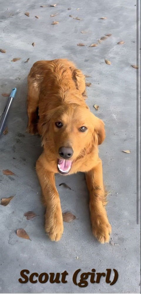 CAPUTI  / MAMA SCOUT - Golden Retriever available for adoption