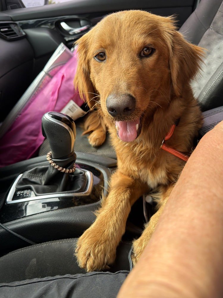 CAPUTI  / MAMA SCOUT - Golden Retriever available for adoption