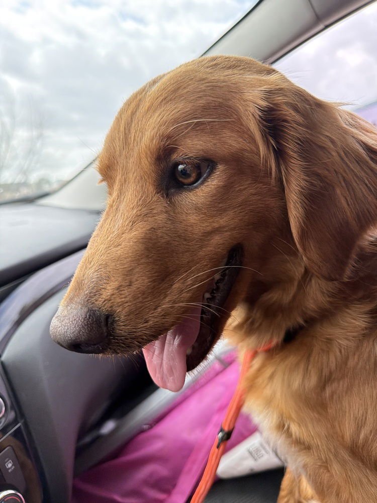 Caputi  / Mama Scout - Photo 3