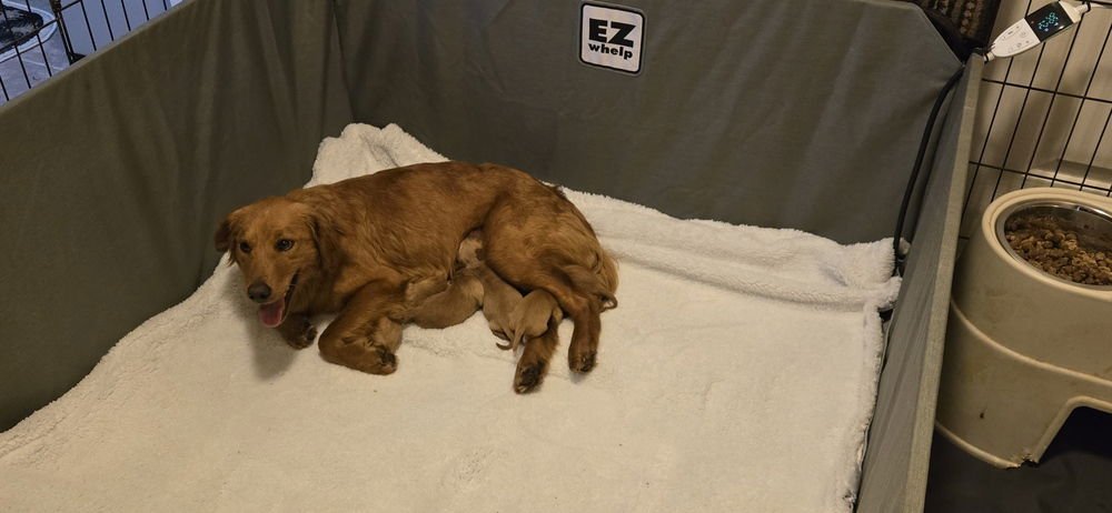 Caputi  / Mama Scout - Photo 4