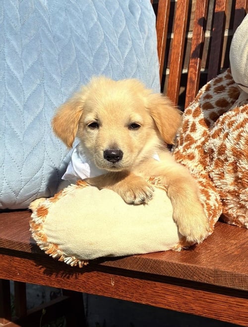 COUTURIER / PINOT - Labrador Retriever / Terrier available for adoption