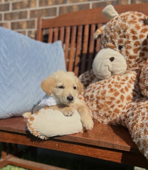 COUTURIER / PINOT - Labrador Retriever / Terrier available for adoption