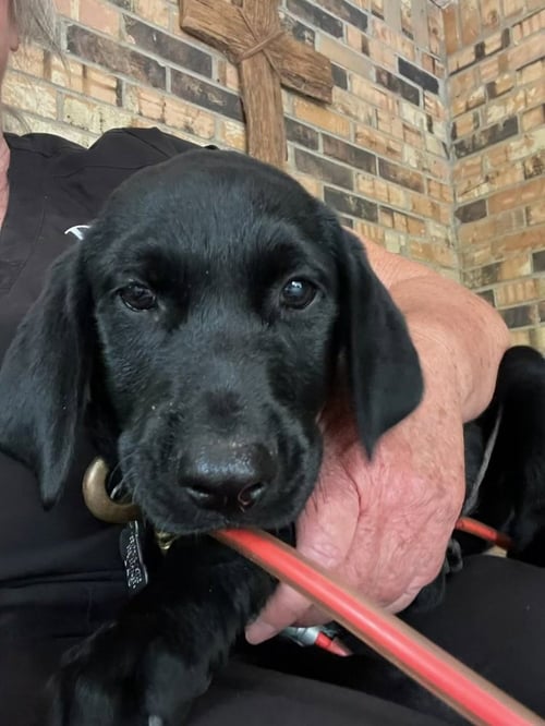 DAVEY / DAK - Labrador Retriever / Terrier available for adoption