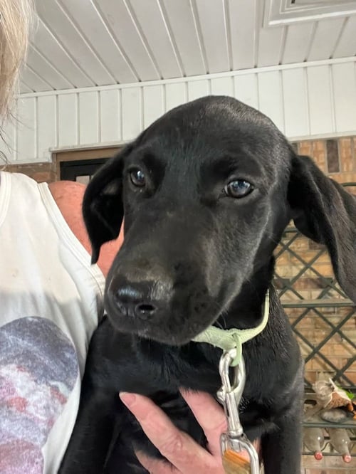 DAVEY / DAK - Labrador Retriever / Terrier available for adoption