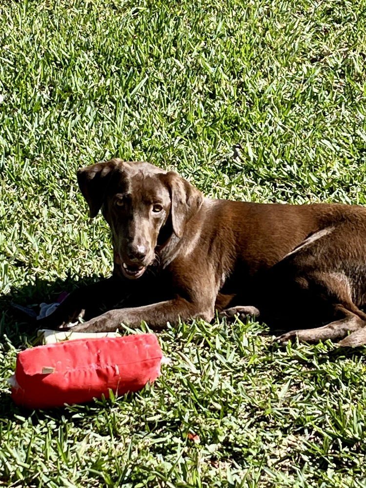 ANTROPOV / HAZEL - Labrador Retriever available for adoption