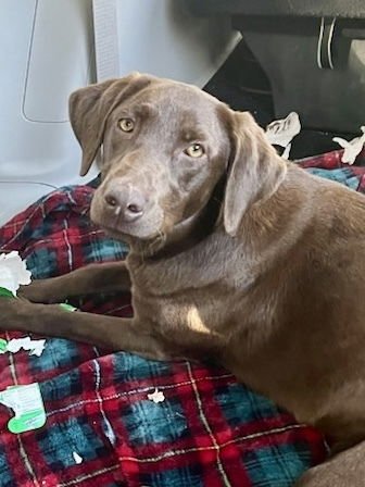 ANTROPOV / HAZEL - Labrador Retriever available for adoption