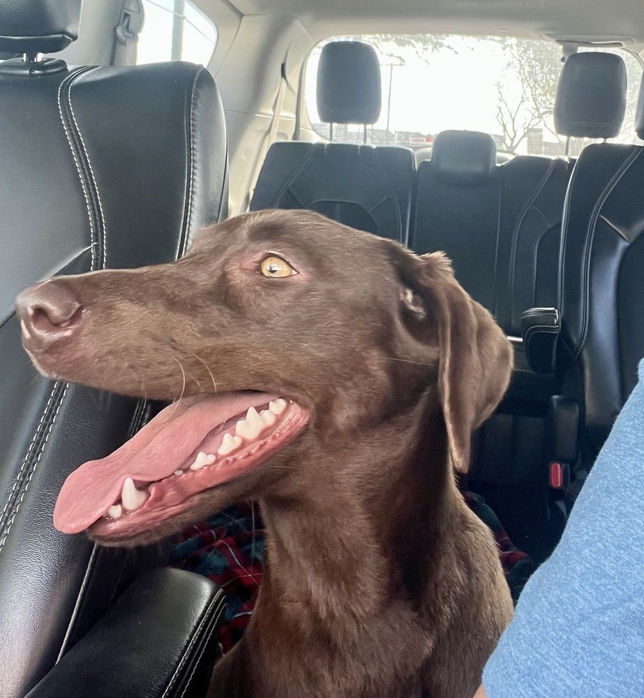 Antropov / Hazel - Photo 3