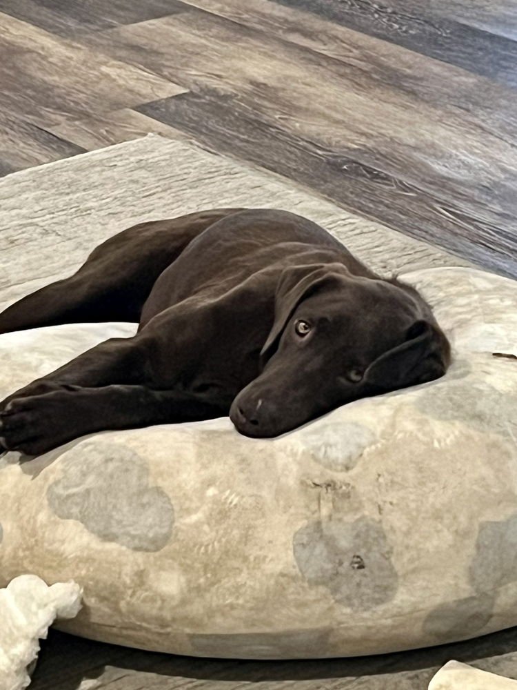 Antropov / Hazel - Photo 4