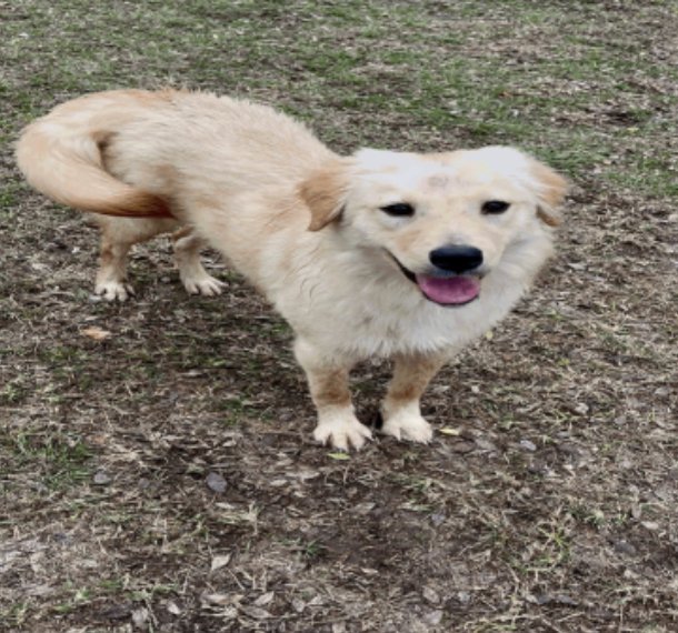 CHEVRIER / SUNSHINE - Labrador Retriever / Golden Retriever available for adoption