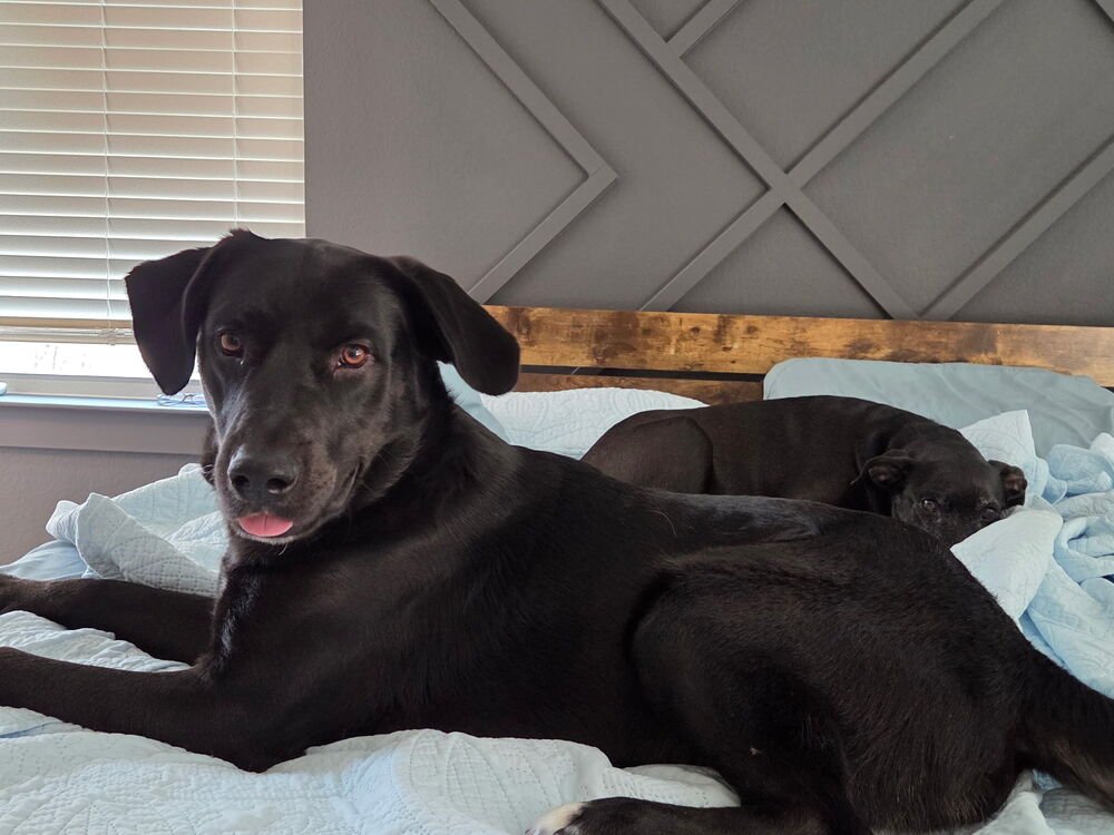 CAPUANO / LIGHTNING - Labrador Retriever / Terrier available for adoption