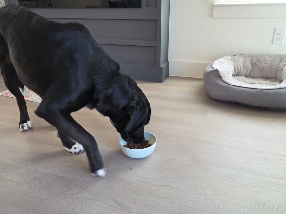 CAPUANO / LIGHTNING - Labrador Retriever / Terrier available for adoption