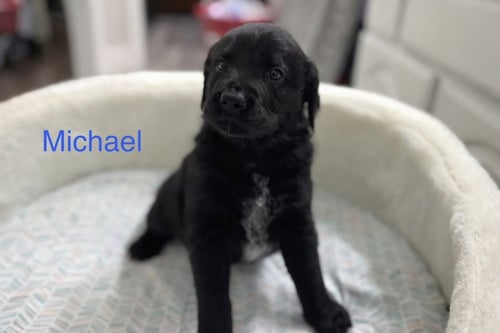 CLEMENNT / MICHAEL - Golden Retriever / Terrier available for adoption
