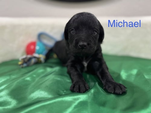 CLEMENNT / MICHAEL - Golden Retriever / Terrier available for adoption