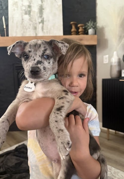 DIMAIOS / DUMOND - Labrador Retriever / Australian Shepherd available for adoption