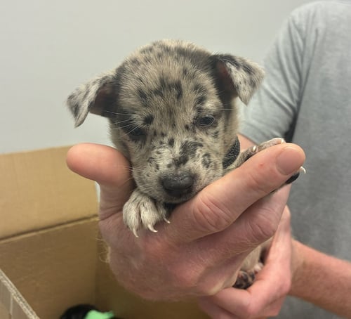 DIMAIOS / DUMOND - Labrador Retriever / Terrier available for adoption