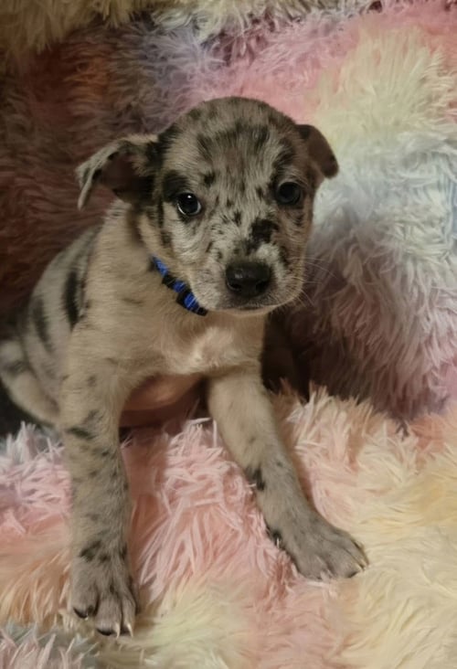 DIMAIOS / DUMOND - Labrador Retriever / Terrier for adoption in Thornton
