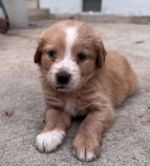 CHEREPANOV / OAKLEY - Golden Retriever / Terrier available for adoption
