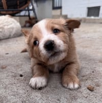 Cherepanov / Oakley - Photo 2