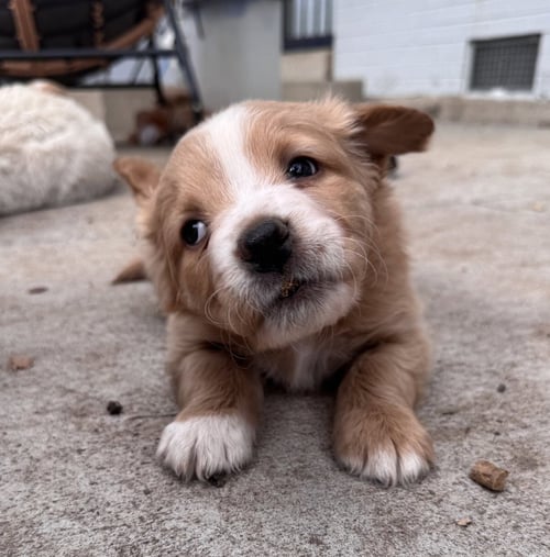 CHEREPANOV / OAKLEY - Golden Retriever / Terrier available for adoption
