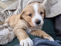 Cherepanov / Oakley - Photo 4