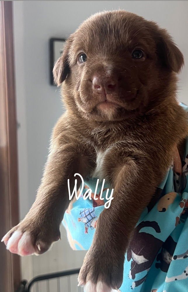 BIRO / WALLY - Labrador Retriever / Terrier available for adoption