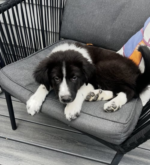 DONALDSONERT / CONDOR - Labrador Retriever / Terrier available for adoption