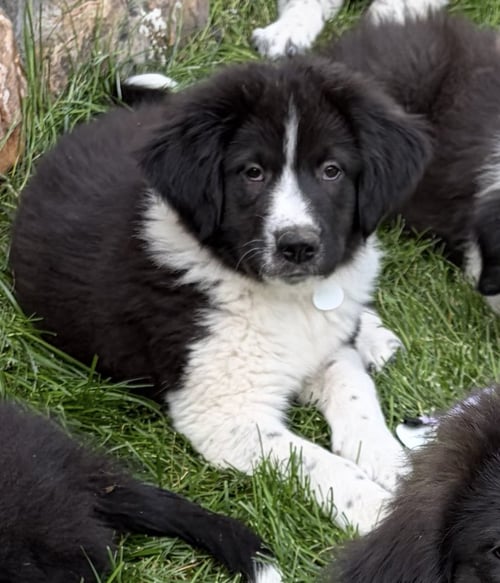DONALDSONERT / CONDOR - Labrador Retriever / Terrier for adoption in Thornton