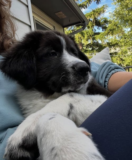 DONALDSONERT / CONDOR - Labrador Retriever / Terrier available for adoption