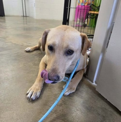 CREIGHTONEE / SCOUT - Labrador Retriever / Terrier available for adoption