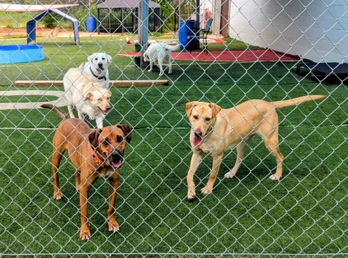 CREIGHTONEE / SCOUT - Labrador Retriever / Terrier available for adoption