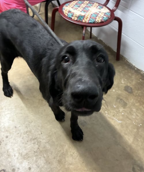 DONSKOISE / COCOA - Labrador Retriever available for adoption