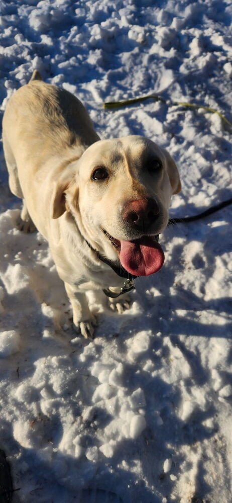 BOQVIST / DELILAH - Labrador Retriever available for adoption