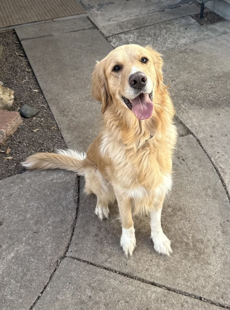 BRANCKERTON / BRUNO - Labrador Retriever / Golden Retriever available for adoption