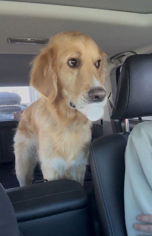 BRANCKERTON / BRUNO - Labrador Retriever / Golden Retriever available for adoption