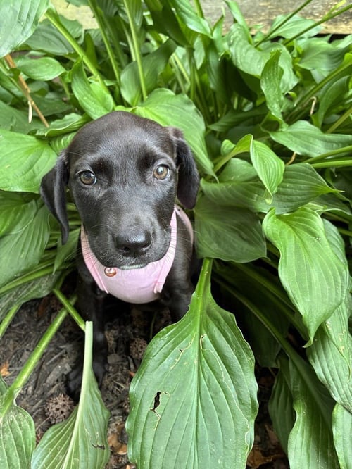 DANIS / LIBERTY - Labrador Retriever / Terrier available for adoption
