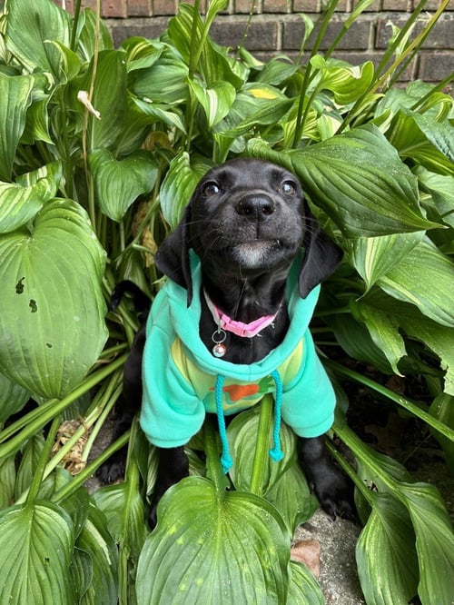 DANIS / LIBERTY - Labrador Retriever / Terrier available for adoption